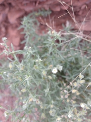 Bushy cryptantha (Johnstonella racemosa)