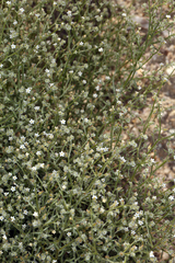 Bushy cryptantha (Johnstonella racemosa)