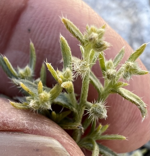 Bushy cryptantha (Johnstonella racemosa)
