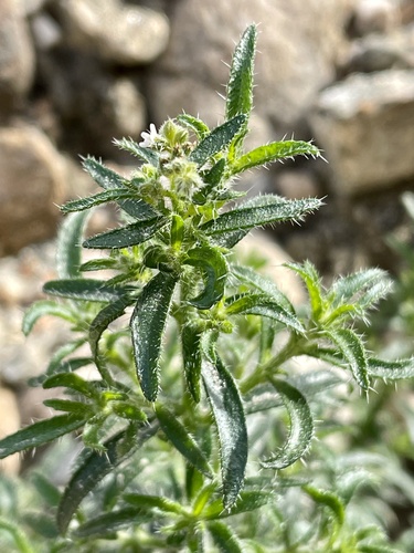 Bushy cryptantha (Johnstonella racemosa)