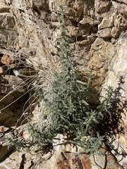 Bushy cryptantha (Johnstonella racemosa)