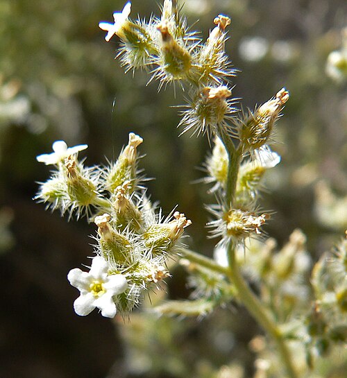 Bushy cryptantha: Cryptantha racemosa in a gully below the trail on the ridge just west and north of Fossil Ridge, the small gully that the trail passes before it reaches the rid
