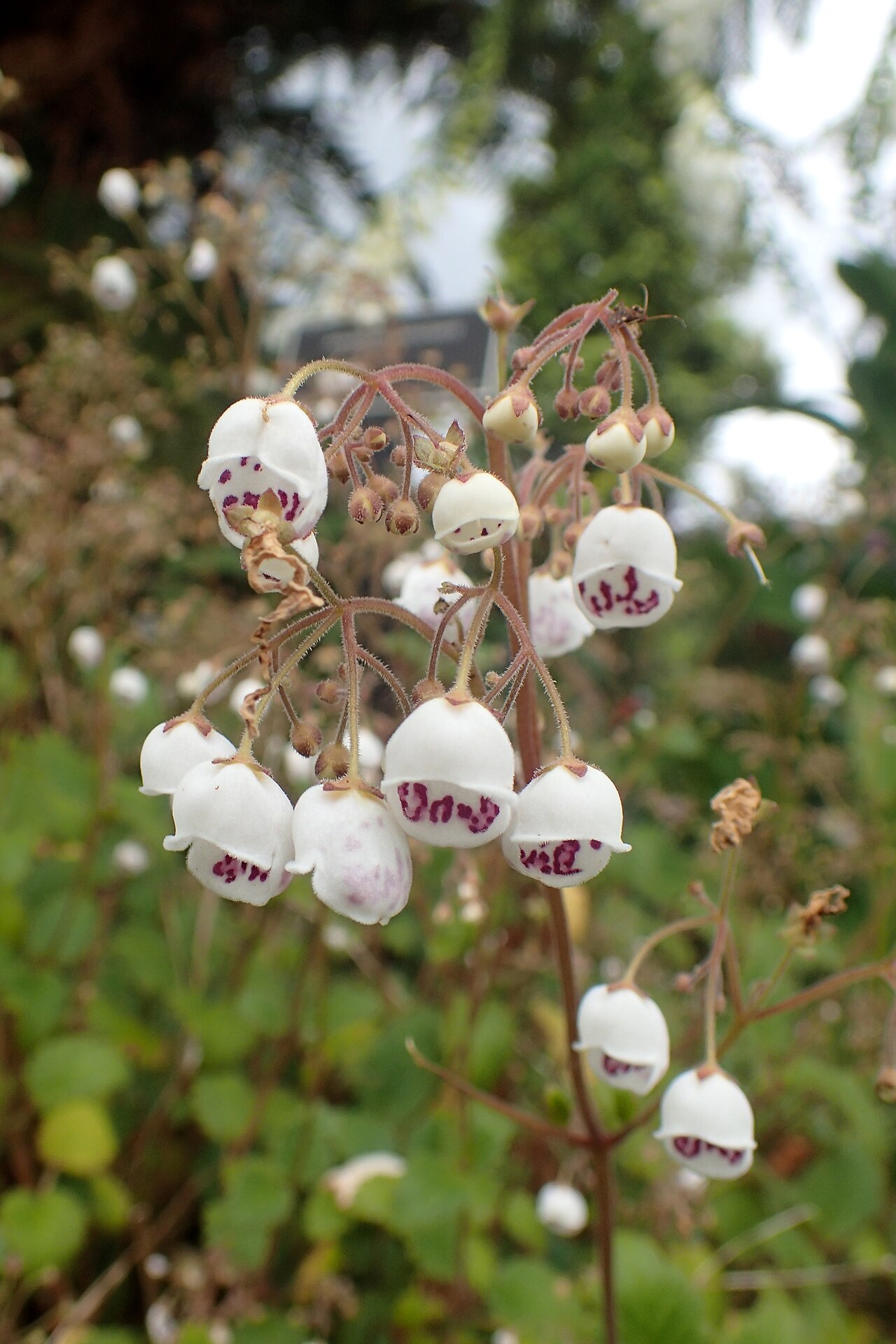 Jovellana sinclairii: Jovellana sinclairii in Auckland Botanic Gardens
