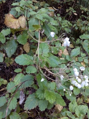 Jovellana sinclairii (Jovellana sinclairii)