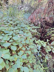 Jovellana sinclairii (Jovellana sinclairii)