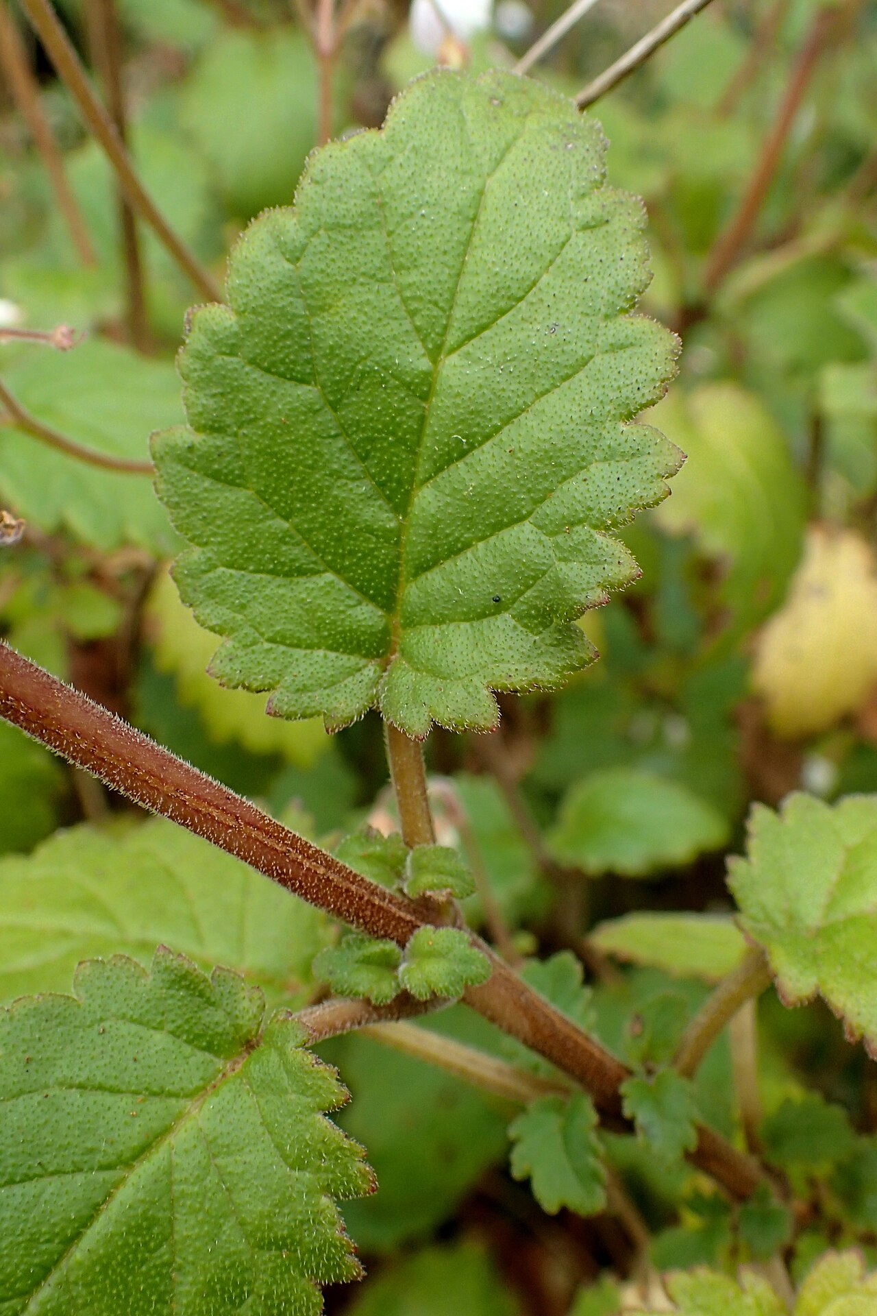 Jovellana sinclairii: Jovellana sinclairii in Auckland Botanic Gardens