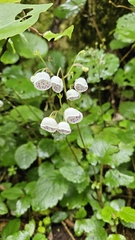Jovellana sinclairii (Jovellana sinclairii)