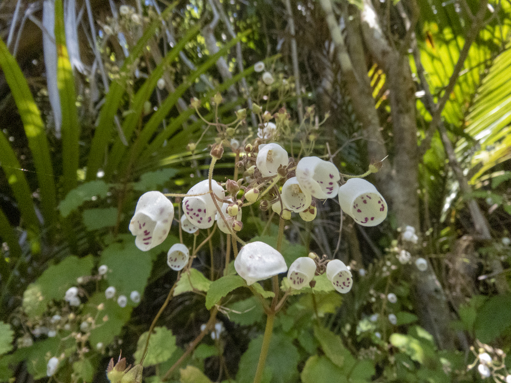 Jovellana sinclairii (Jovellana sinclairii)