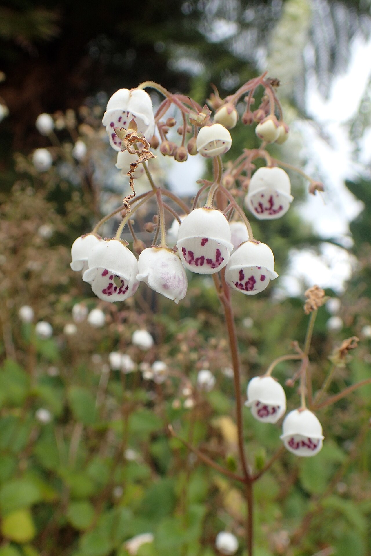 Jovellana sinclairii: Jovellana sinclairii in Auckland Botanic Gardens