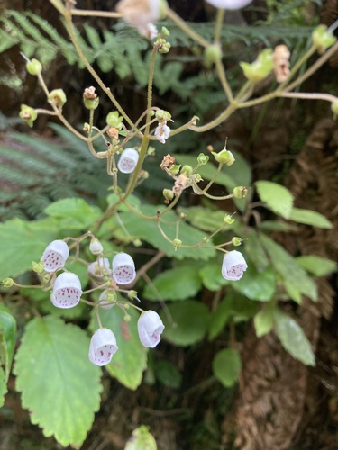 Jovellana sinclairii (Jovellana sinclairii)