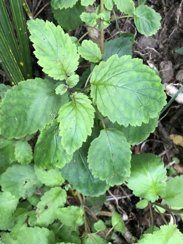 Jovellana sinclairii (Jovellana sinclairii)
