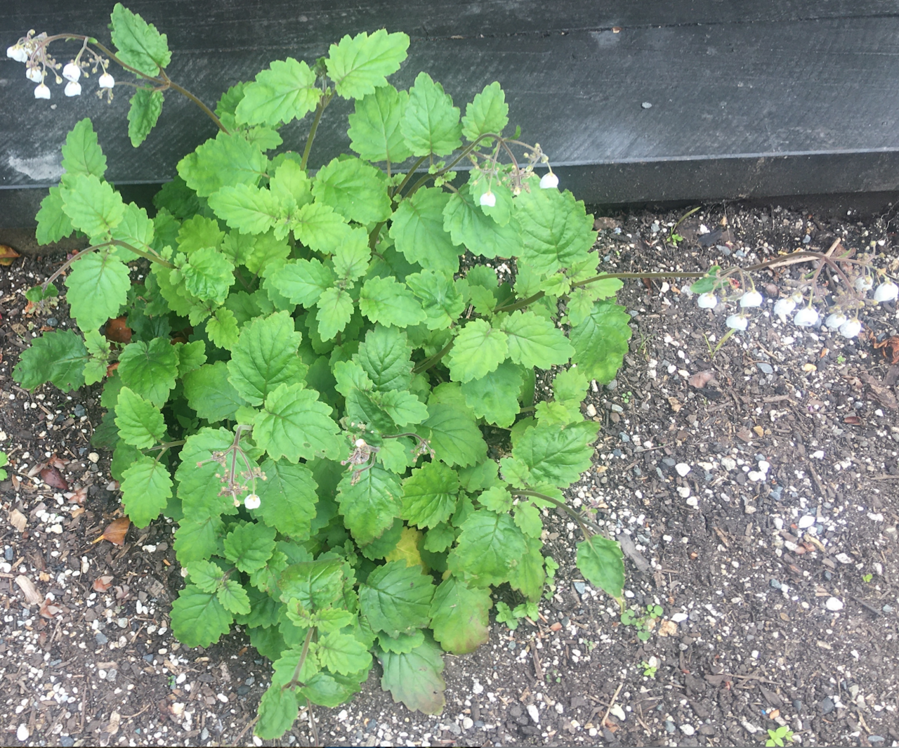 Jovellana sinclairii: A photo of the full plant (in flower) of the endemic New Zealand shrub Jovellana sinclairii in cultivation