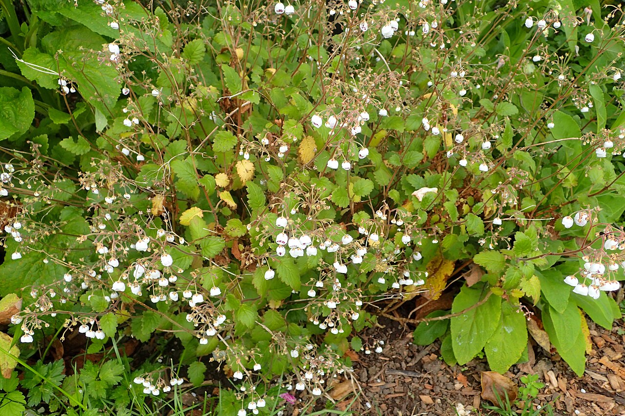 Jovellana sinclairii: Jovellana sinclairii in Auckland Botanic Gardens