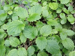 Jovellana sinclairii (Jovellana sinclairii)
