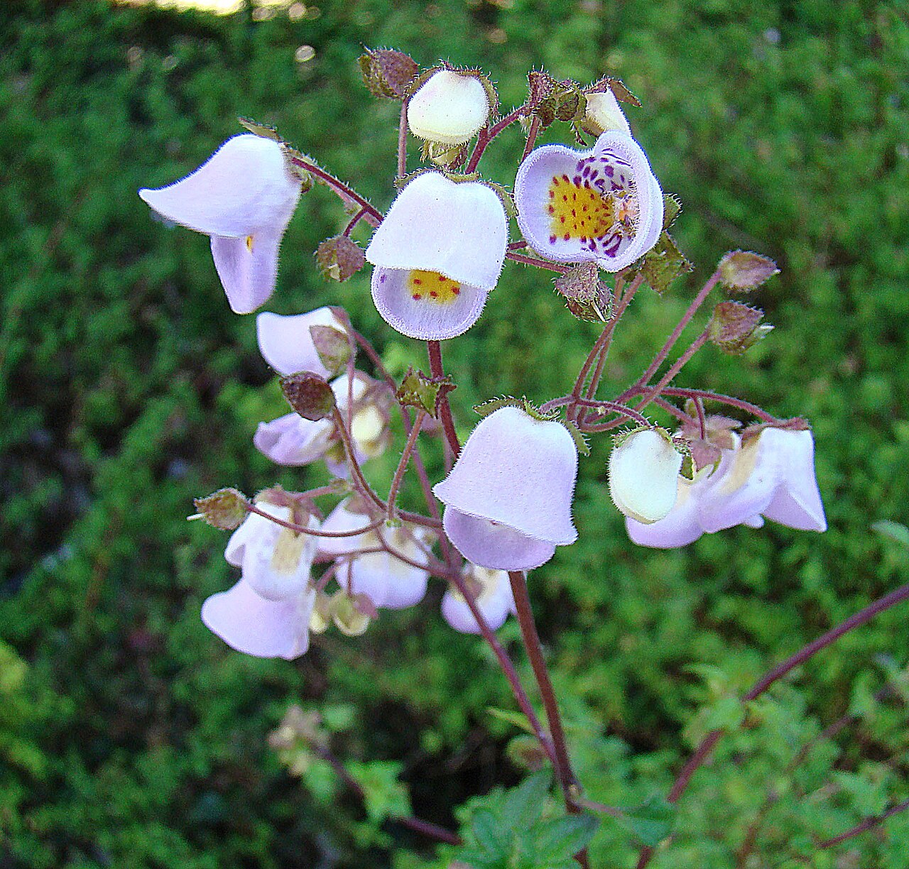 Jovellana violacea: Known as Argenita, this is one of the few species of the family not in the Calceolaria genus. A citizen of southern Chile at the San Francisco Botanical Gardens