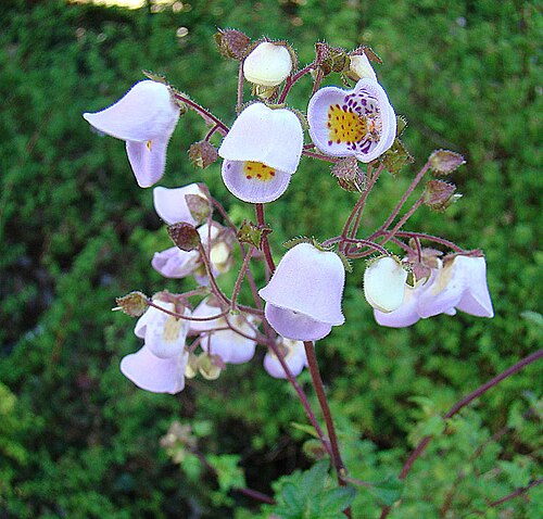 Jovellana violacea: A citizen of southern Chile, here at the Botanical Gardens of San Francisco. In context at www.dixpix.ca/sth_cordillera/flora/capachitos/index.html