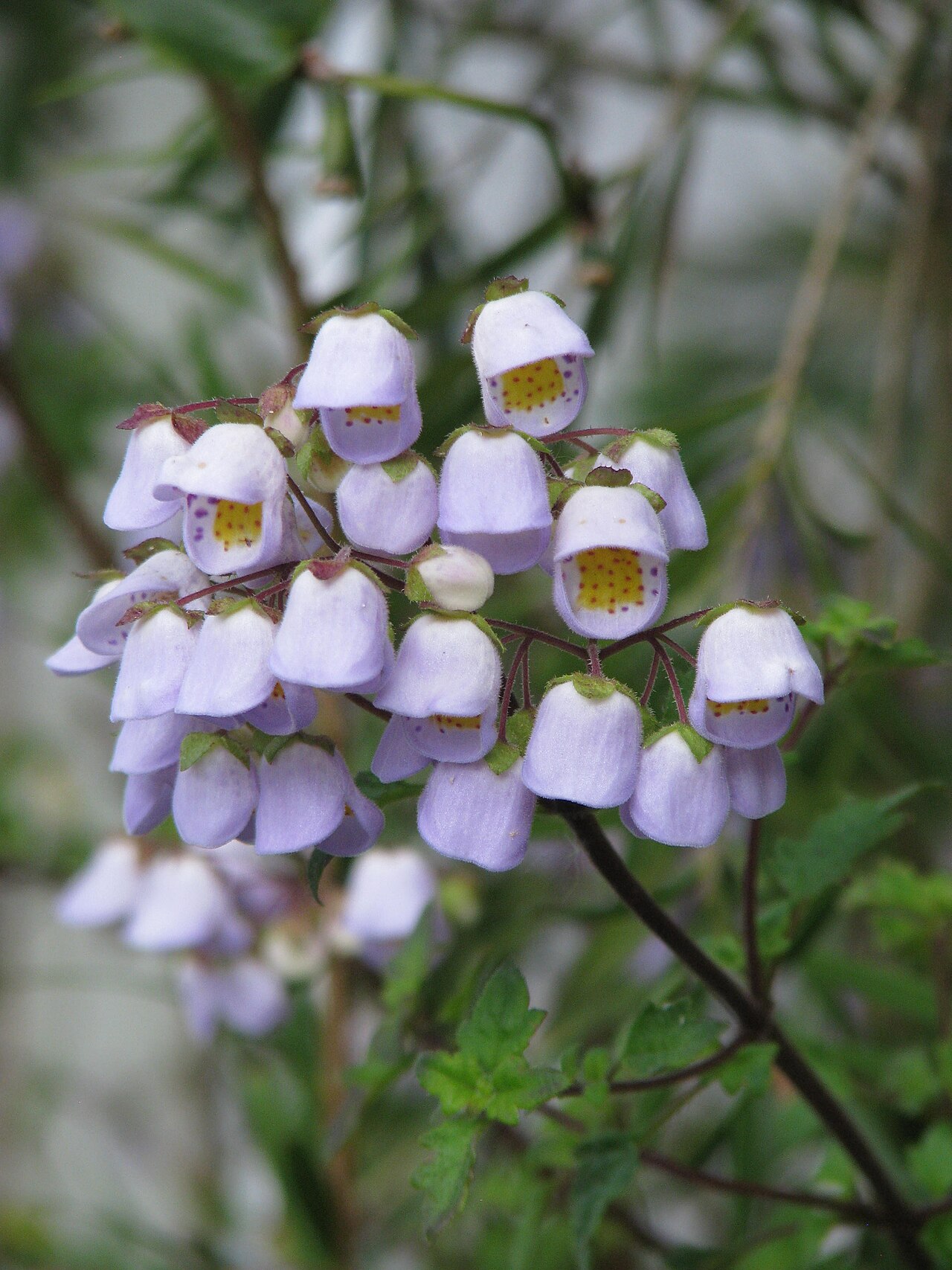 Jovellana violacea: Cut back hard by the frost back in that hard winter but otherwise fine against the south wall, protected between the Callistemon and the Myrtus, and behind the