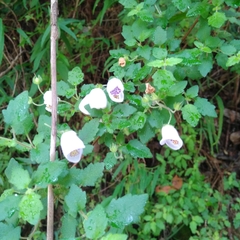 Jovellana violacea (Jovellana violacea)