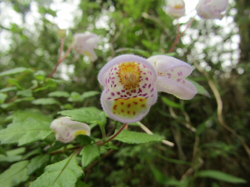 Jovellana violacea (Jovellana violacea)