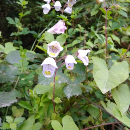 Jovellana violacea (Jovellana violacea)