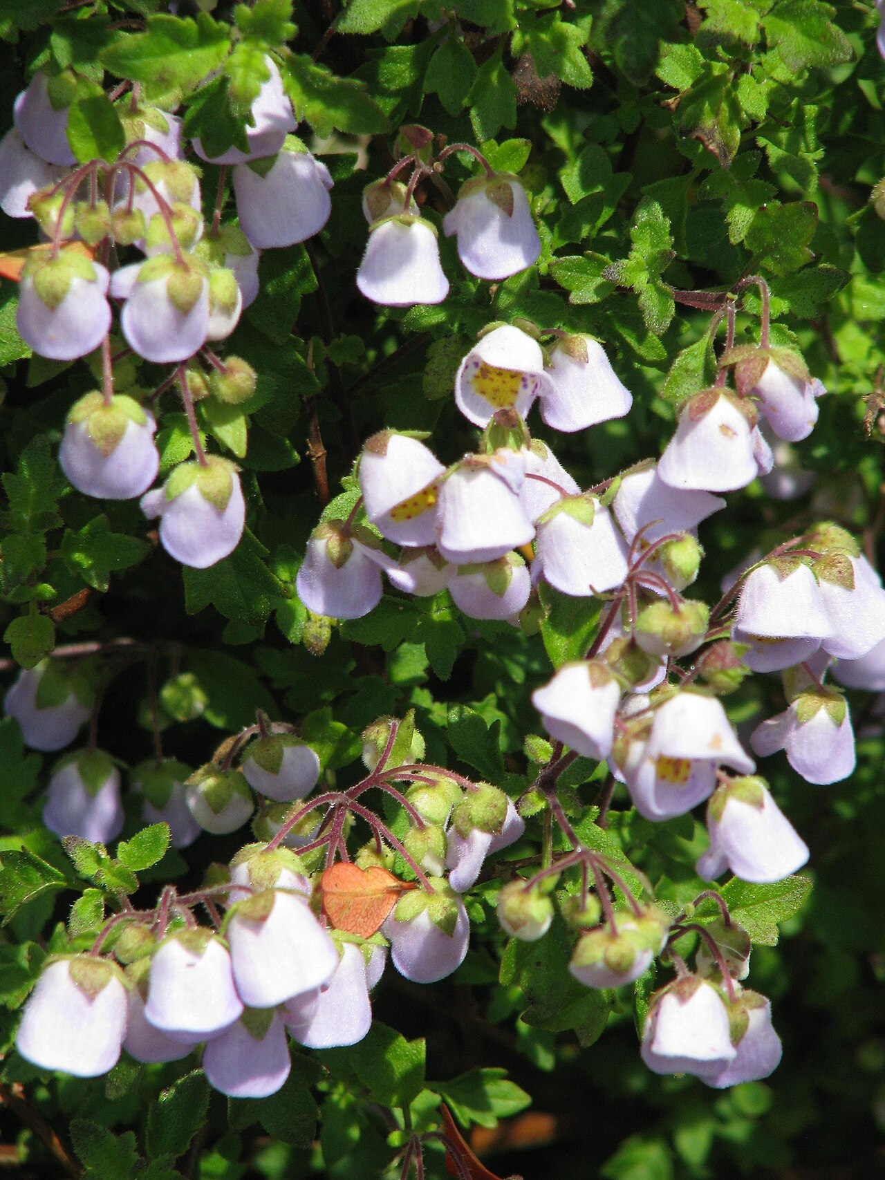 Jovellana violacea: Jovellana violacea