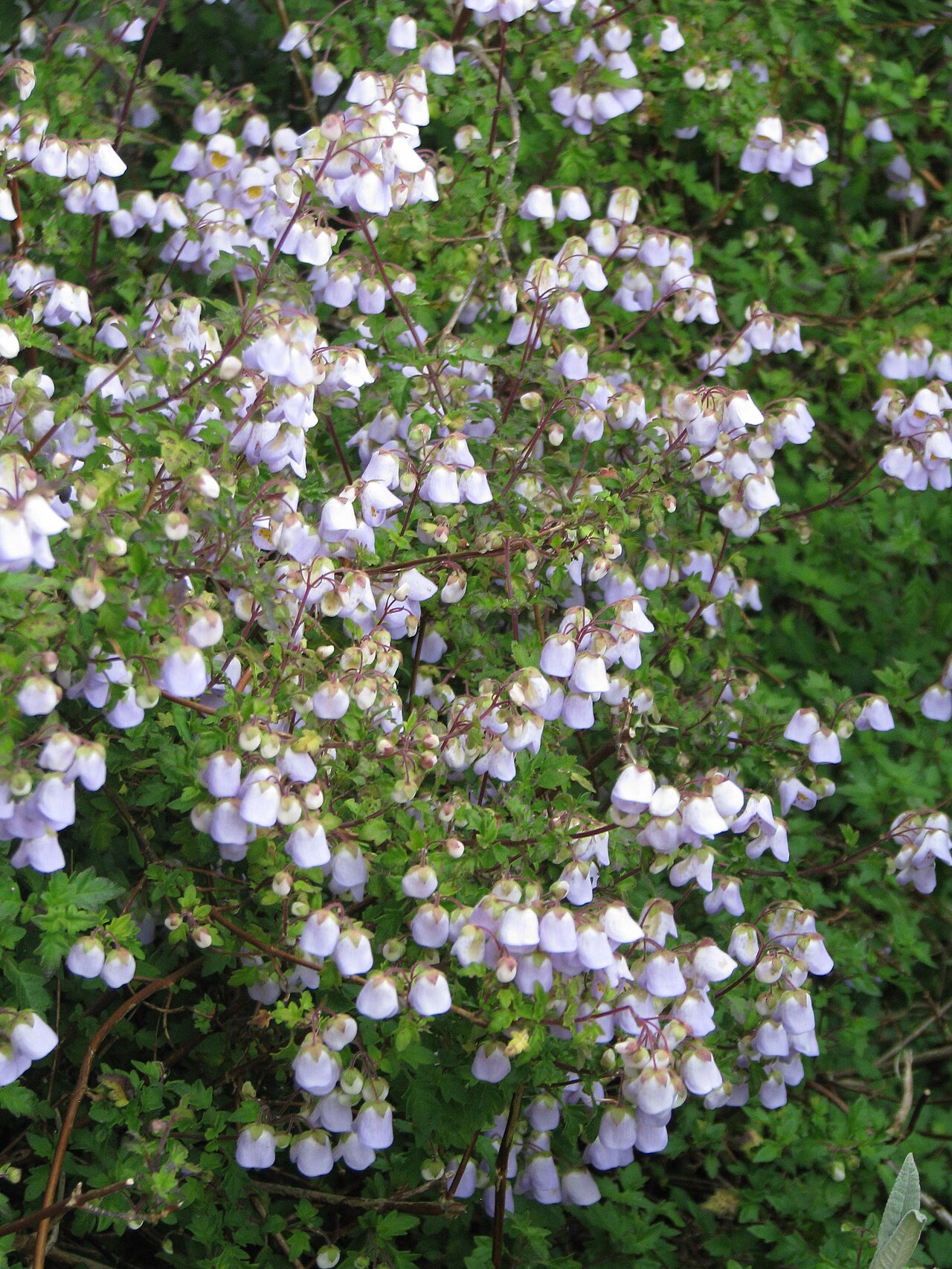 Jovellana violacea: Jovellana violacea