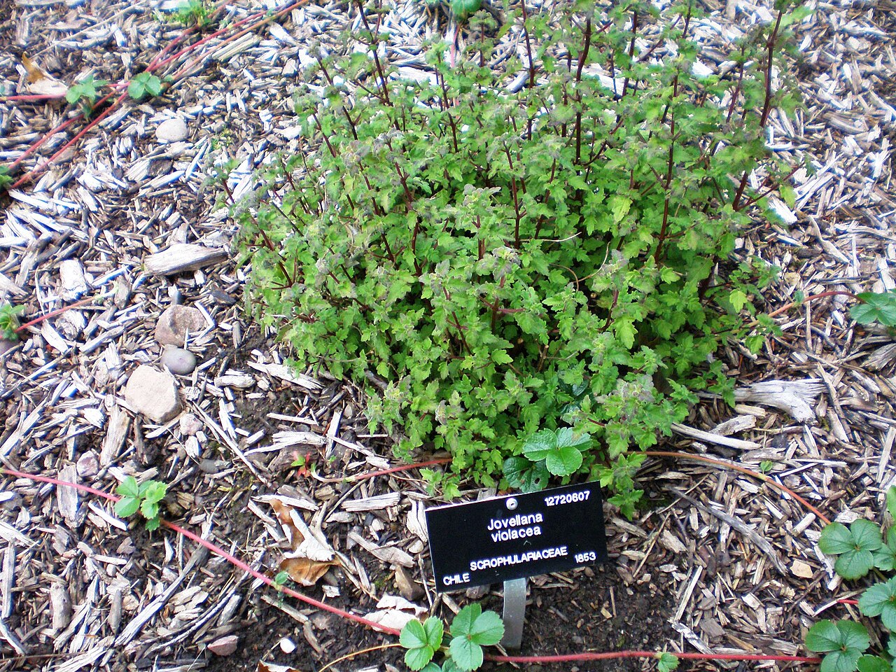 Jovellana violacea: Jovellana violacea