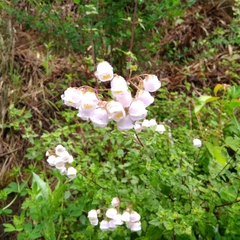 Jovellana violacea (Jovellana violacea)