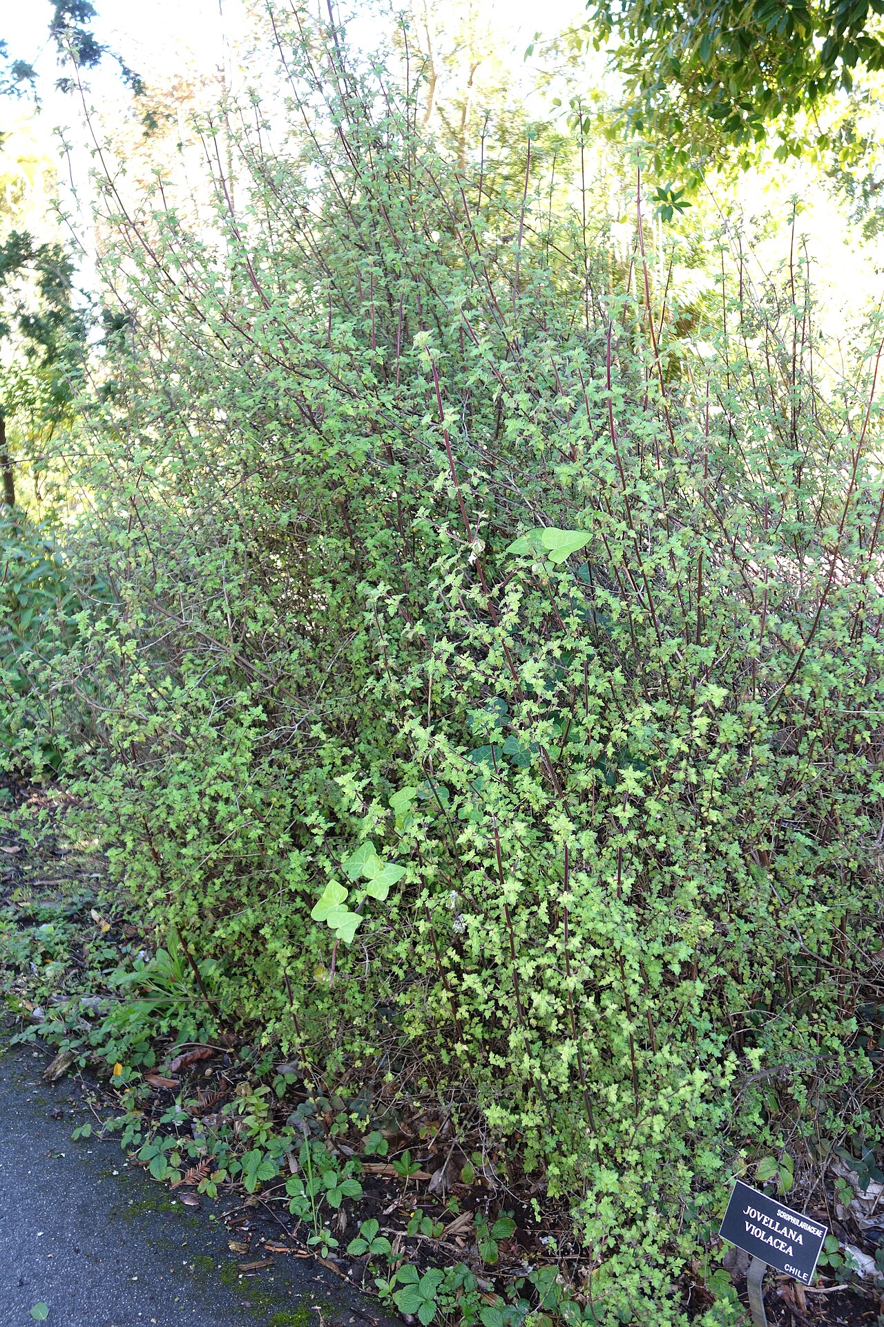 Jovellana violacea: Botanical specimen in the San Francisco Botanical Garden, San Francisco, California, USA.