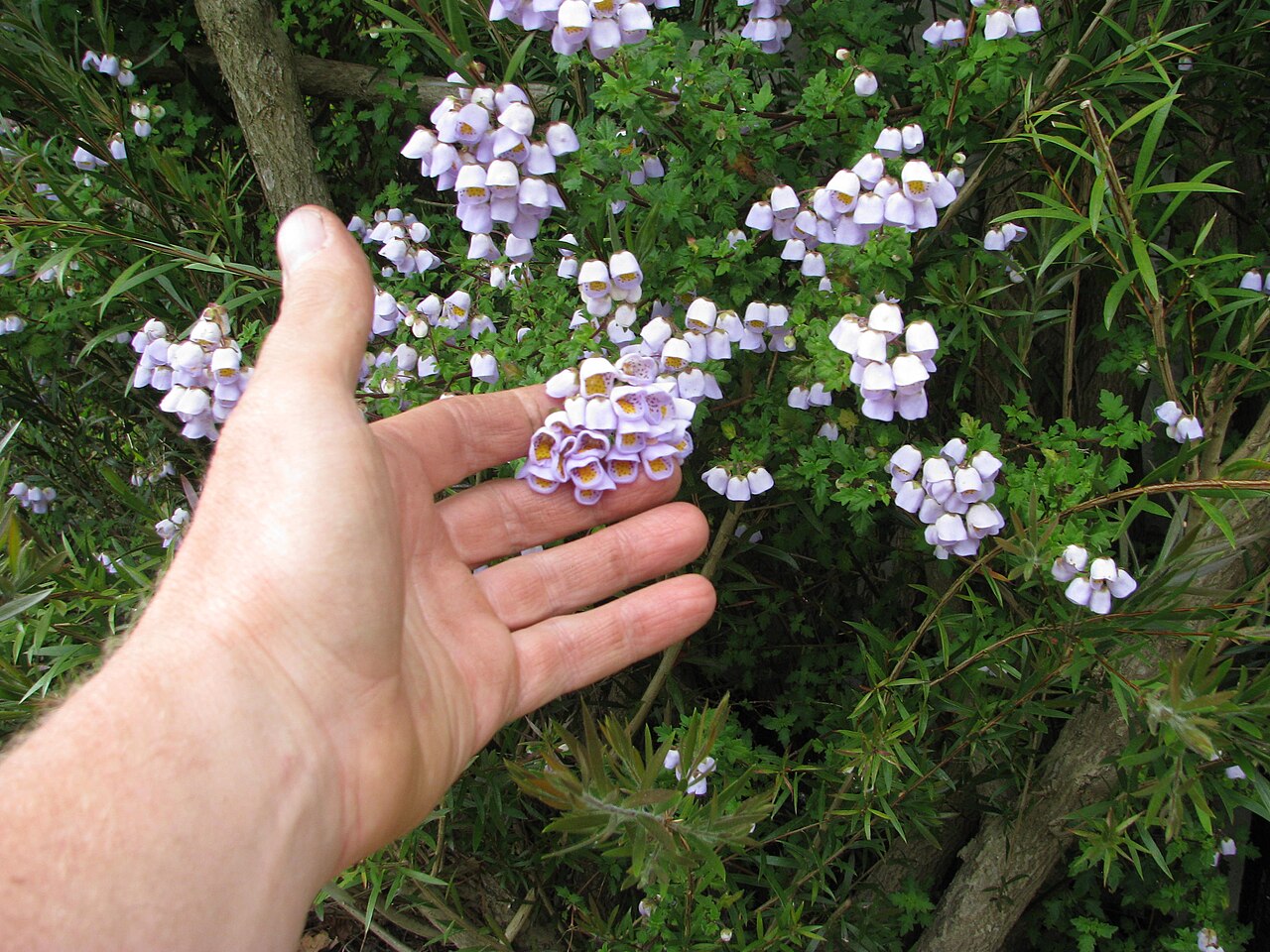 Jovellana violacea: Scrambling through the Callistemon