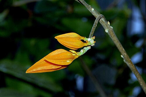 Juanulloa mexicana: Juanulloa mexicana , known from South-America, photographed in the Botanical Garden Berlin, Germany