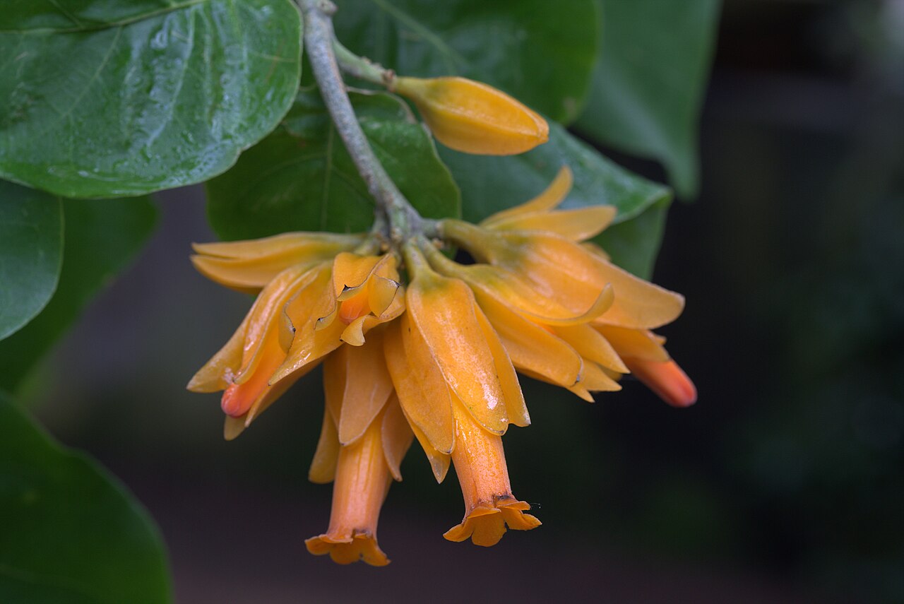 Juanulloa mexicana: Juanulloa mexicana in Gothenburg Botanical Garden 2015. Plant id: 1900-V3759 u G.