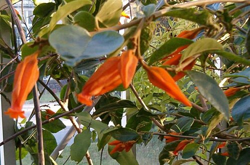 Juanulloa mexicana: Location: Botanical Gardens Berlin Flowers