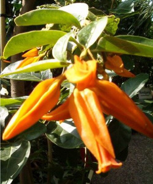 Juanulloa mexicana (Juanulloa mexicana)