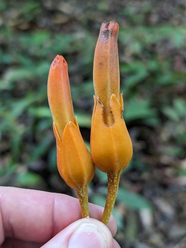 Juanulloa mexicana (Juanulloa mexicana)