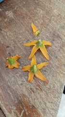 Juanulloa parasitica (Juanulloa parasitica)