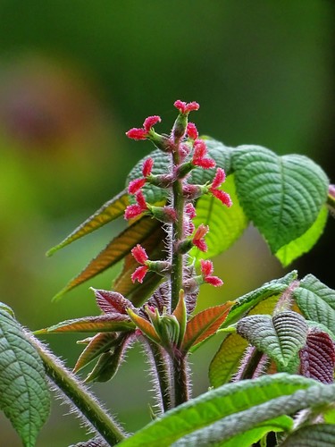 Manchurian walnut (Juglans mandshurica)