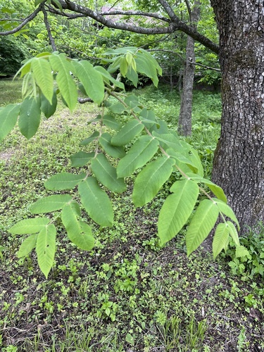 Manchurian walnut (Juglans mandshurica)