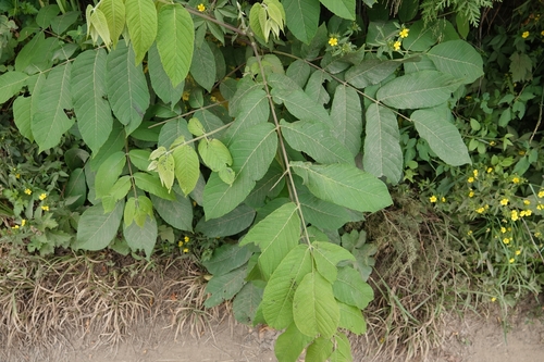 Manchurian walnut (Juglans mandshurica)