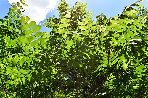 Manchurian walnut: Juglans mandshurica to take a photo at 2017-05-27 at Yeoninsan, South Korea