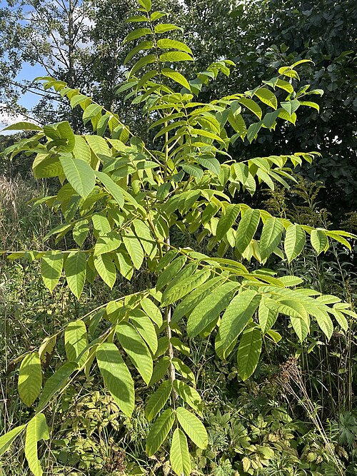 Manchurian walnut: Manchurian walnut ( Juglans mandshurica ) in Russia