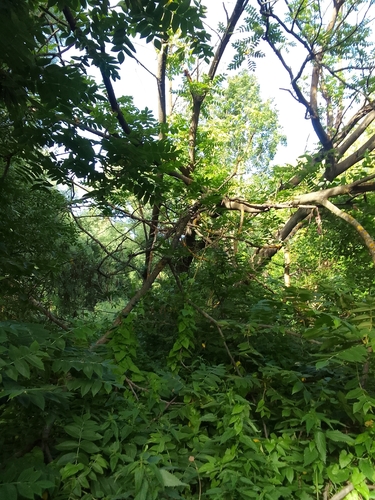 Manchurian walnut (Juglans mandshurica)