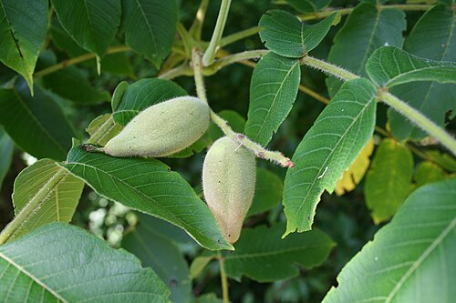 Manchurian walnut: Manchurian walnut walnut