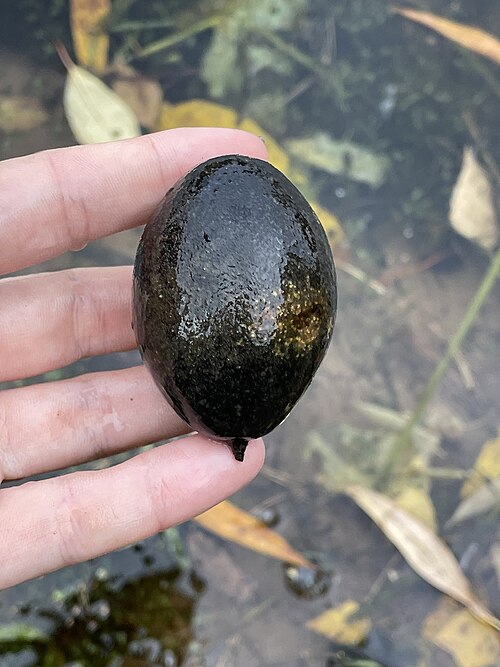 Manchurian walnut: Manchurian walnut ( Juglans mandshurica ) in Russia