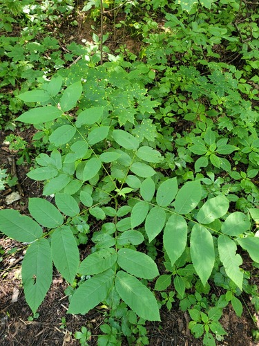 Manchurian walnut (Juglans mandshurica)