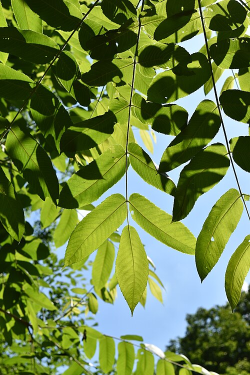 Manchurian walnut: Juglans mandshurica to take a photo at 2017-05-27 at Yeoninsan, South Korea