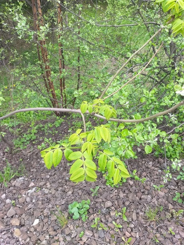 Manchurian walnut (Juglans mandshurica)