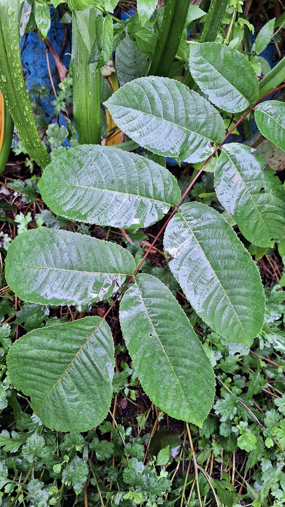 Manchurian walnut: Manchurian walnut ( Juglans mandshurica ) in Russia