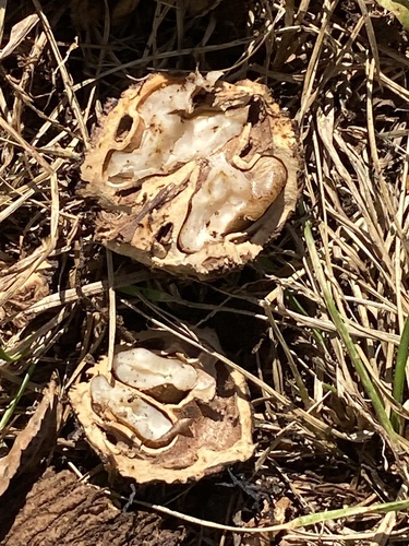 Black walnut (Juglans nigra)