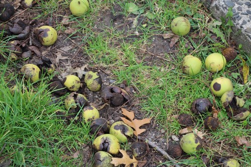 Black walnut (Juglans nigra)